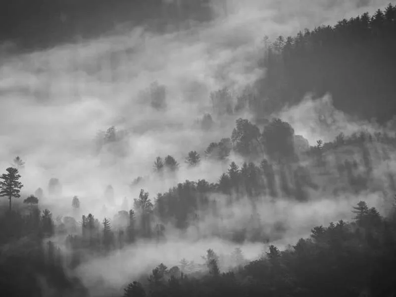 Orange Grove Panorama