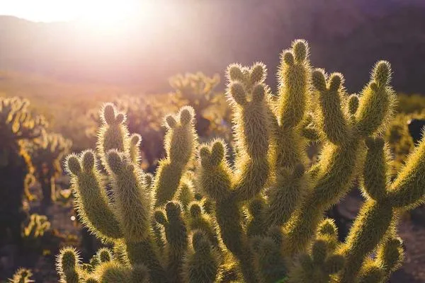 Citrus Grove Adventures Thumbnail