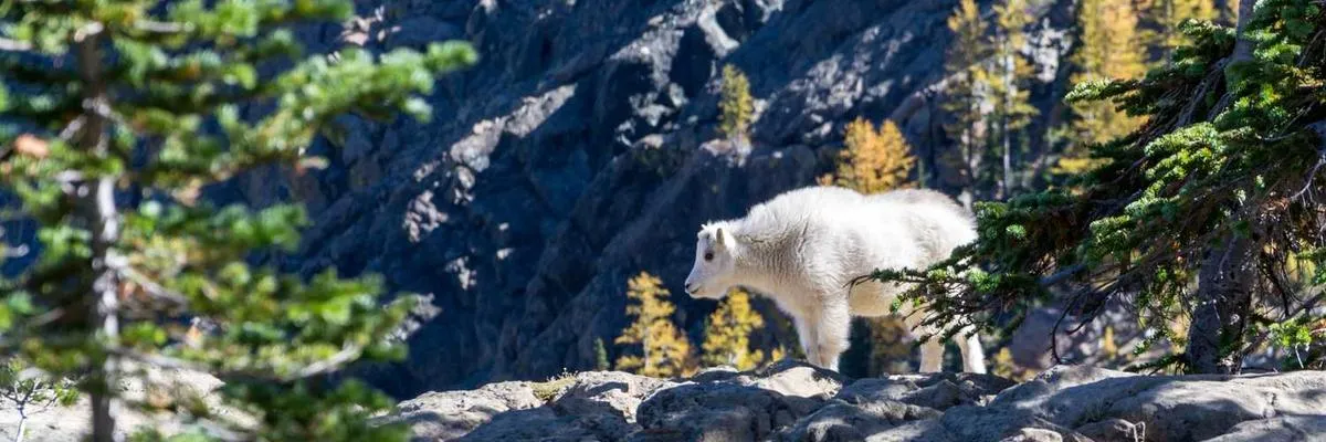 Precision ADU Builders Banner