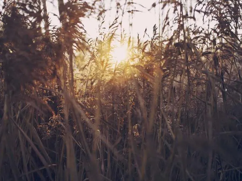 Native Plant Landscaping