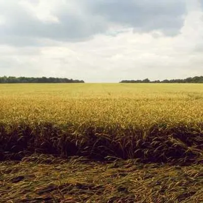 SunPower Solutions Logo